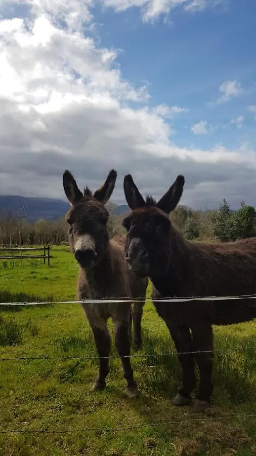 Casa de Férias Woodford Guest House In Old Farm Killarney